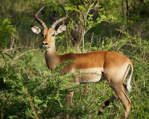 mammal brown Antelope eating grass antelope