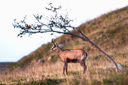 mammal brown antelope on grass field under white sky antelope