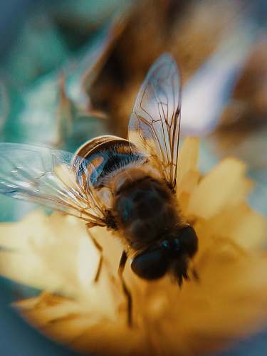 insect brown bee honey bee