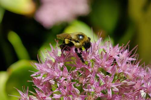 bee brown bee on pink flower insect