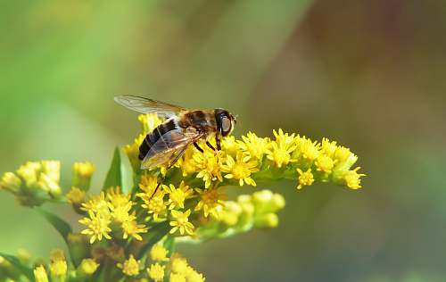 bee brown bee on yellow petaled flower honey bee