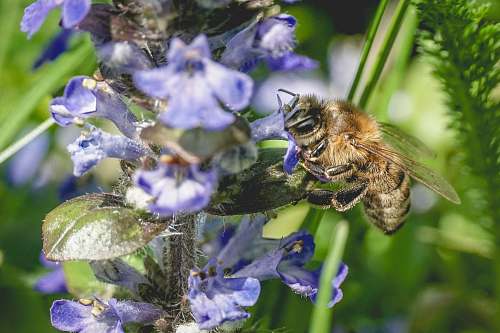bee brown bee porches on flower honey bee