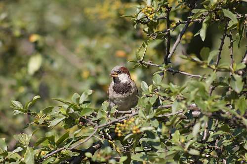 finch brown bird sparrow