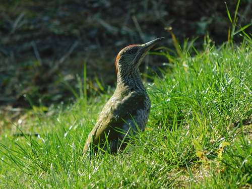 bird brown bird on green grass waterfowl