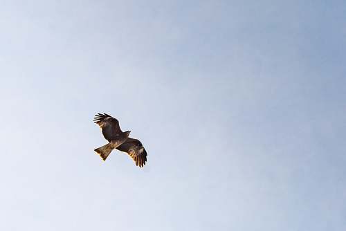 bird brown bird on mid air flying