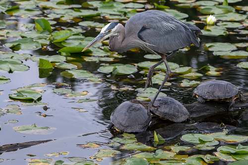 reptile brown bird on top of three black turtles sea life