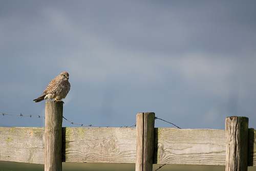 bird brown bird perched fence wood