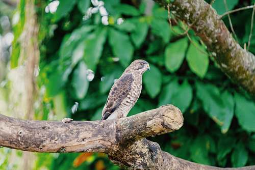 accipiter brown bird perched on tree branch buzzard