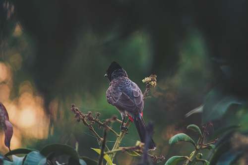 bird brown bird porches on plant branches accipiter