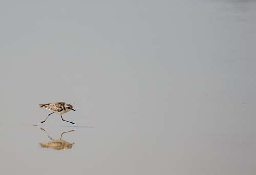 bird brown bird walking on water flying