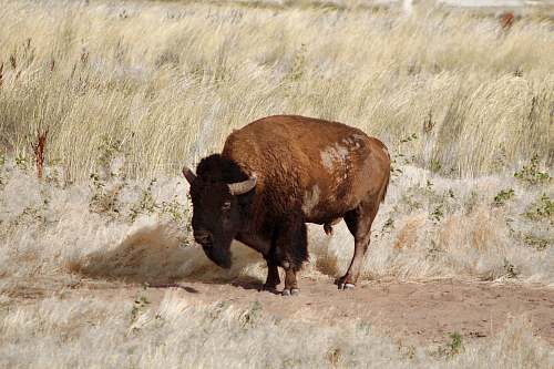 cattle brown bison cow