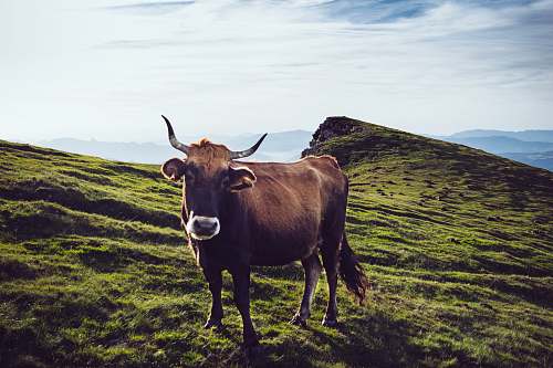 cow brown buffalo spain