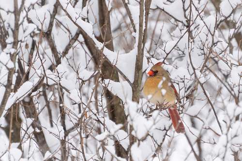 bird brown cardinal bird perching on tree branch nature