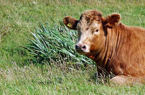 cow brown cattle on grass cattle