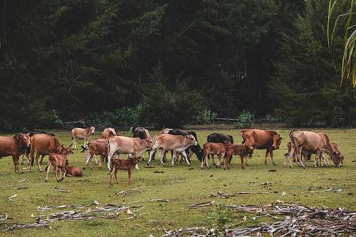 cattle brown cattles on green field near tree cow