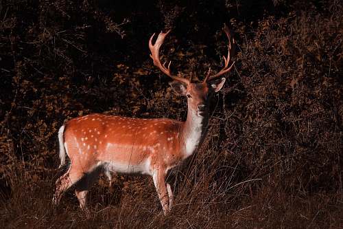 mammal brown d antelope