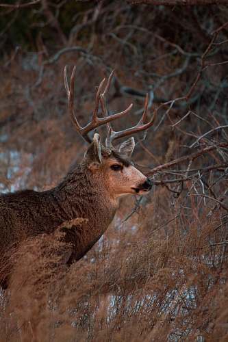 deer brown deer mammal