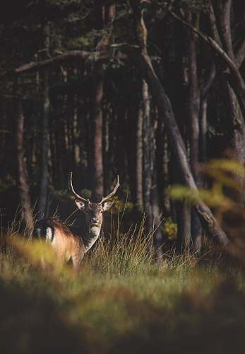 wildlife brown deer in forest trees antelope