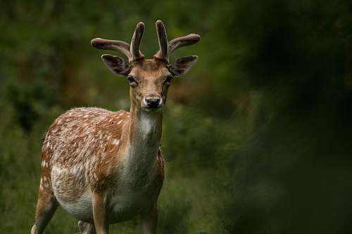 mammal brown deer antelope