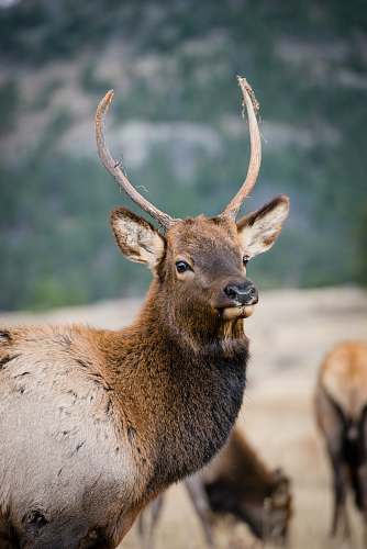 wildlife brown deer on field during daytime elk