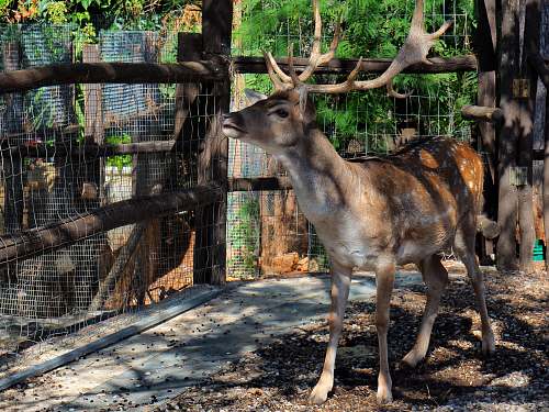 mammal brown deer on focus photography antelope