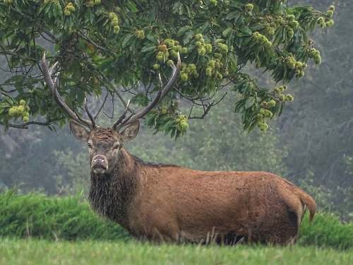 deer brown deer on forest elk