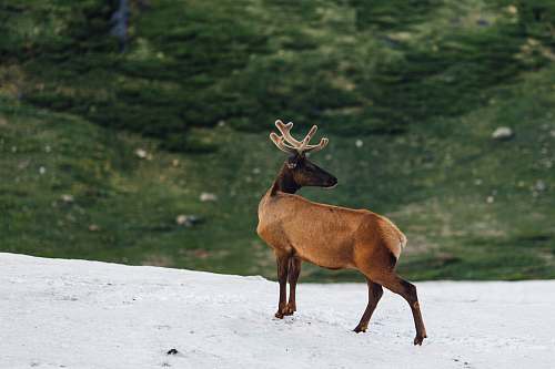 elk brown deer on snow field deer