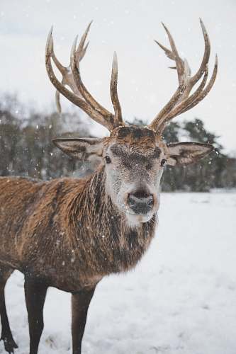 wildlife brown deer on snow field deer