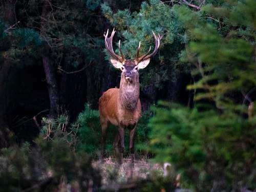 antelope brown deer standing near trees mammal