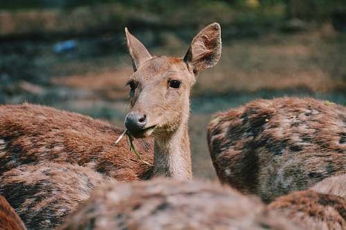 mammal brown doe kangaroo