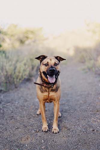 dog brown dog near plant pet
