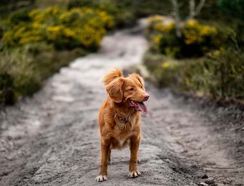 dog brown dog on road pet
