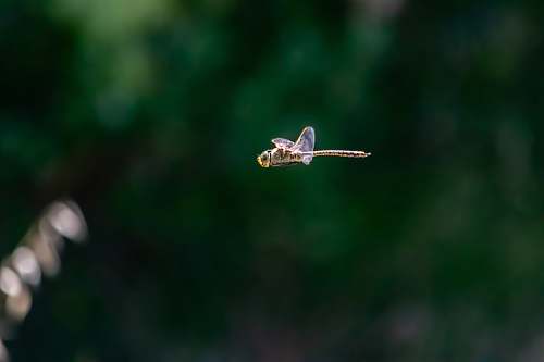 insect brown dragonfly flying invertebrate