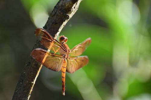insect brown dragonfly invertebrate