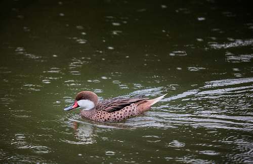 bird brown duck on body of water waterfowl