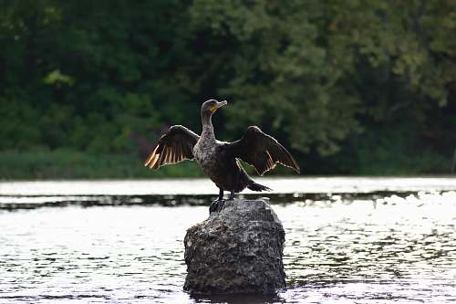bird brown duck on grey rock waterfowl