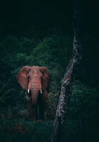 elephant brown elephant beside green trees mammal