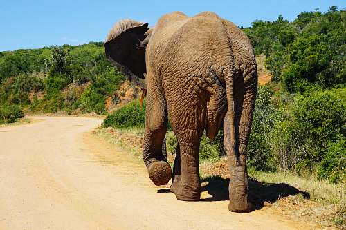 mammal brown elephant walking besides green plants elephant