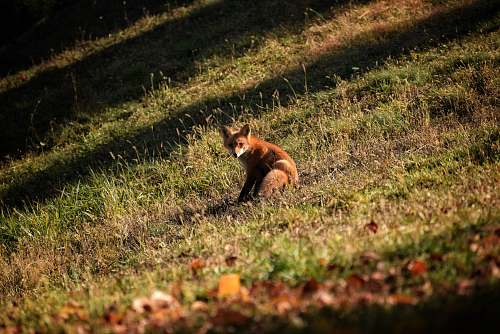 mammal brown fox kit fox