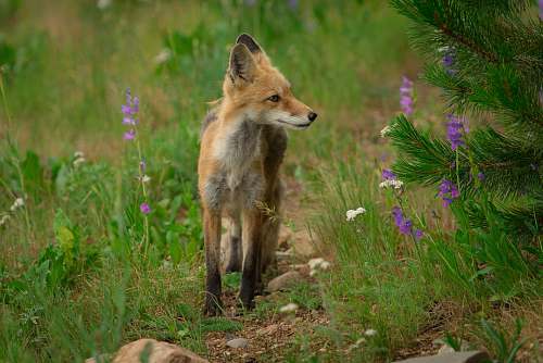 fox brown fox on green grass during daytime wildlife