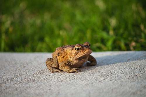 lizard brown frog on concrete surface reptile