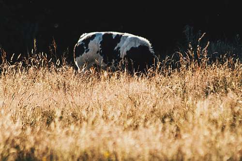 cattle brown grasses cow
