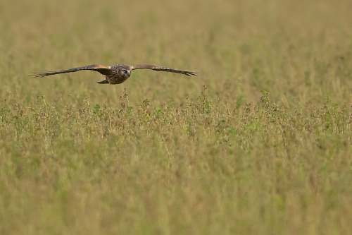 bird brown hawk buzzard