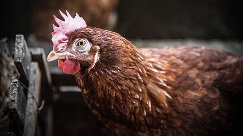 bird brown hen chicken