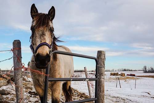 mammal brown horse beside black steel gate horse