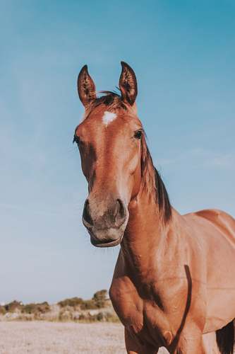 horse brown horse close-up photography mammal