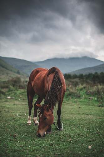 mammal brown horse grazing horse