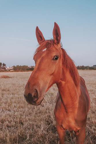 horse brown horse mammal