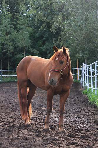 mammal brown horse near fence horse