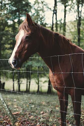 horse brown horse near stainless steel grill during daytime wire